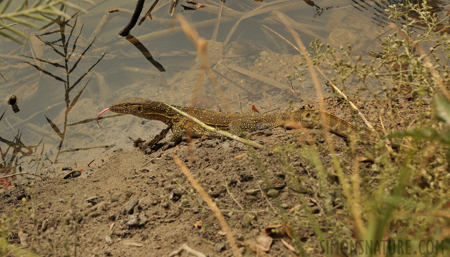 Varanus niloticus [160 mm, 1/400 sec at f / 11, ISO 1000]